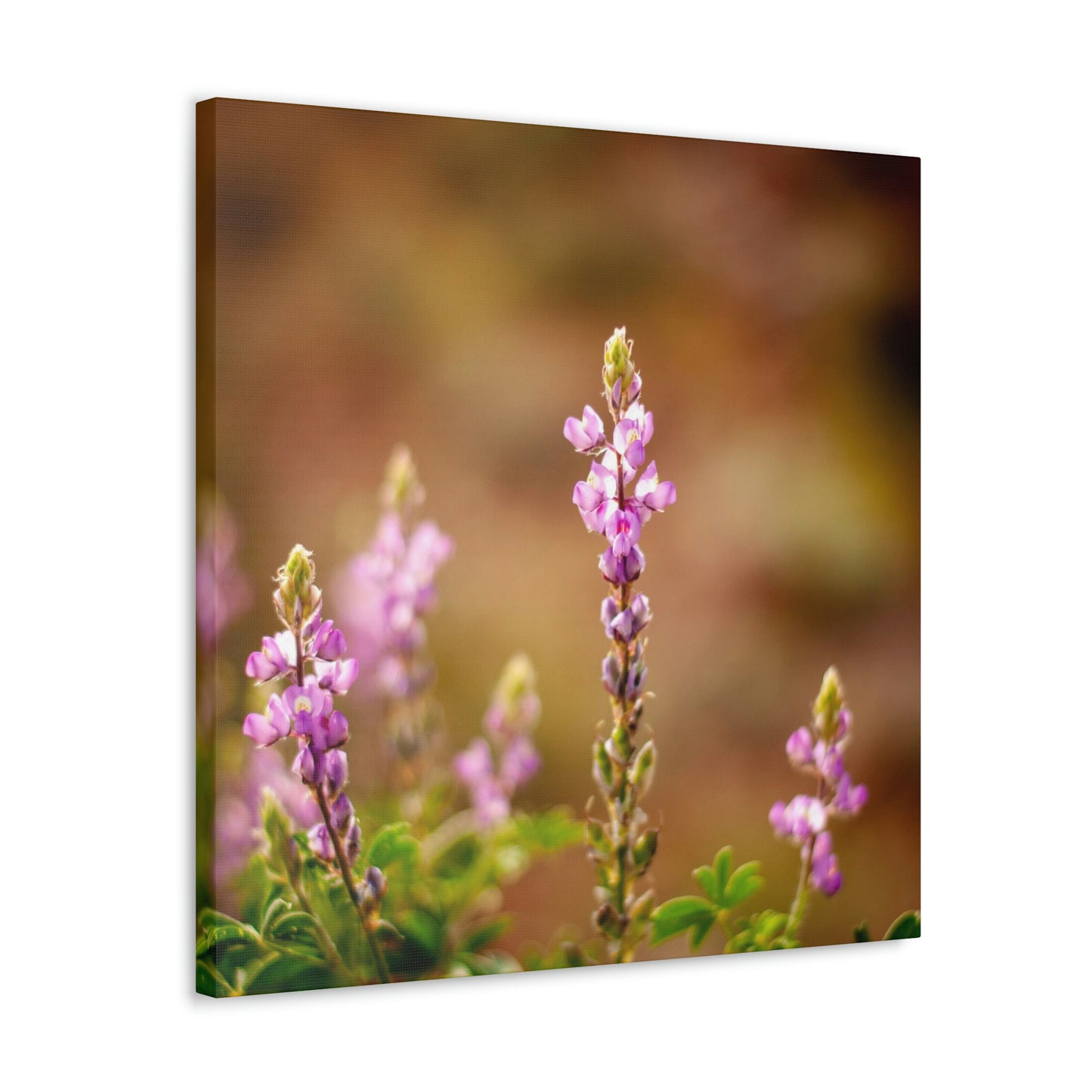 Purple Wildflower Canvas