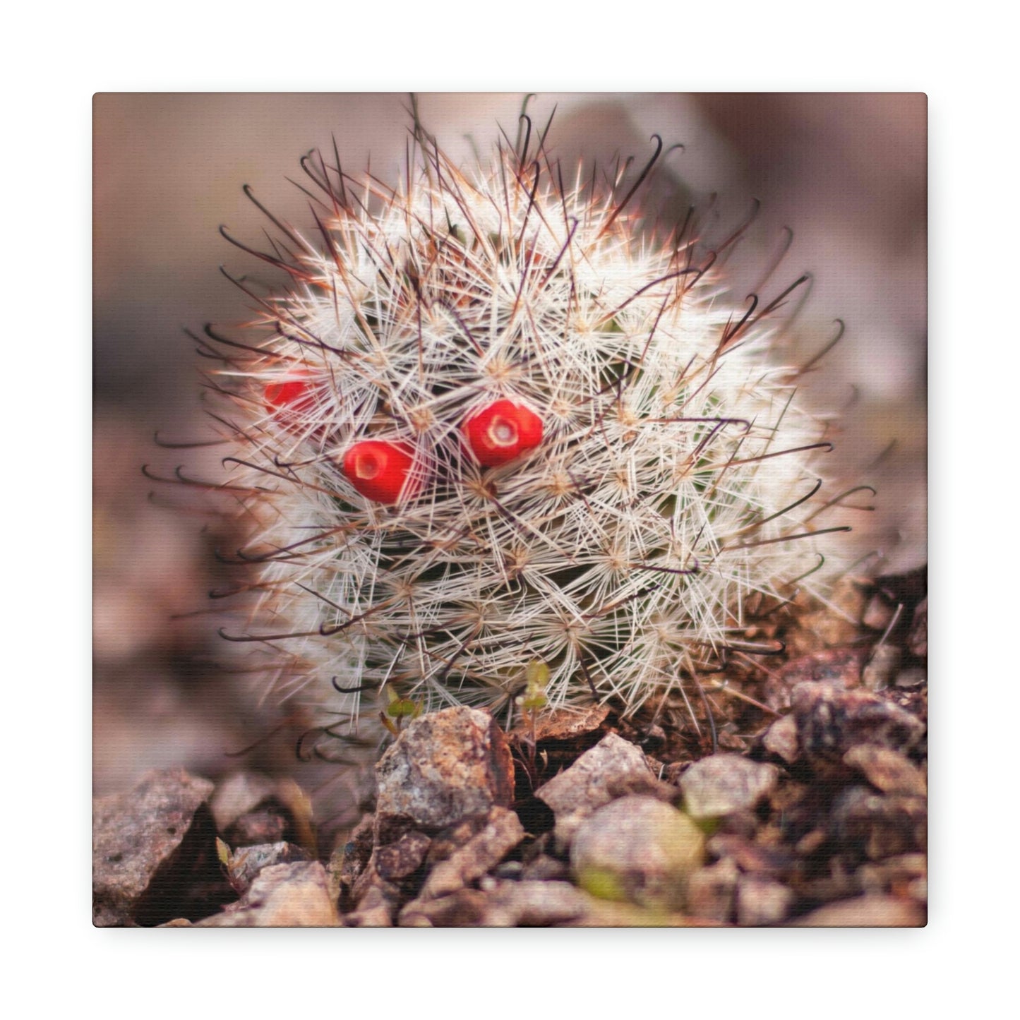 Barrel Cactus Canvas