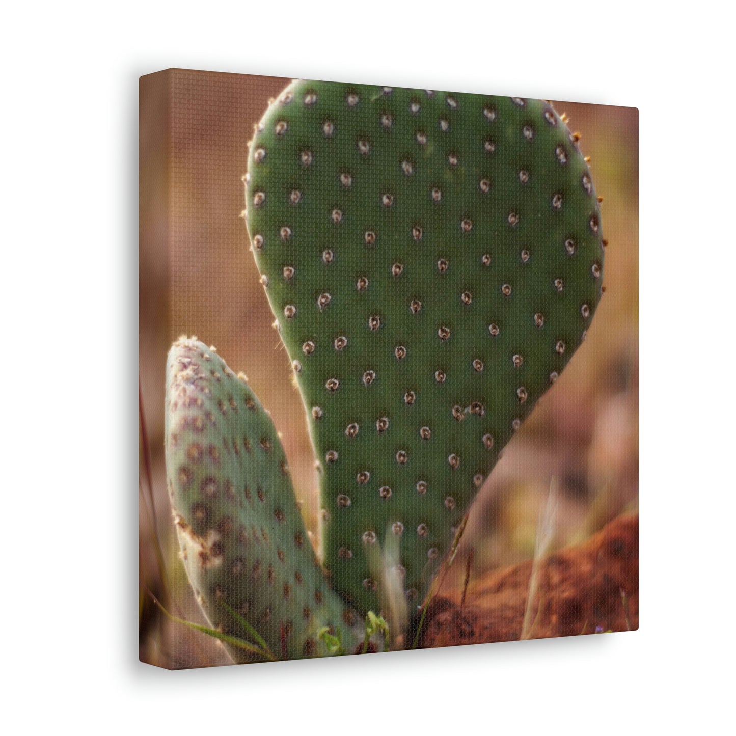 Prickly Pear Canvas