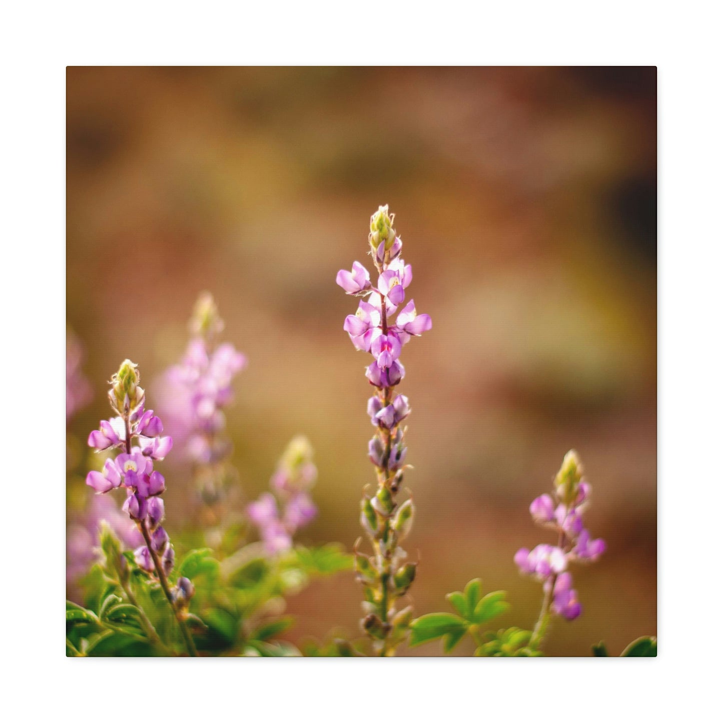 Purple Wildflower Canvas