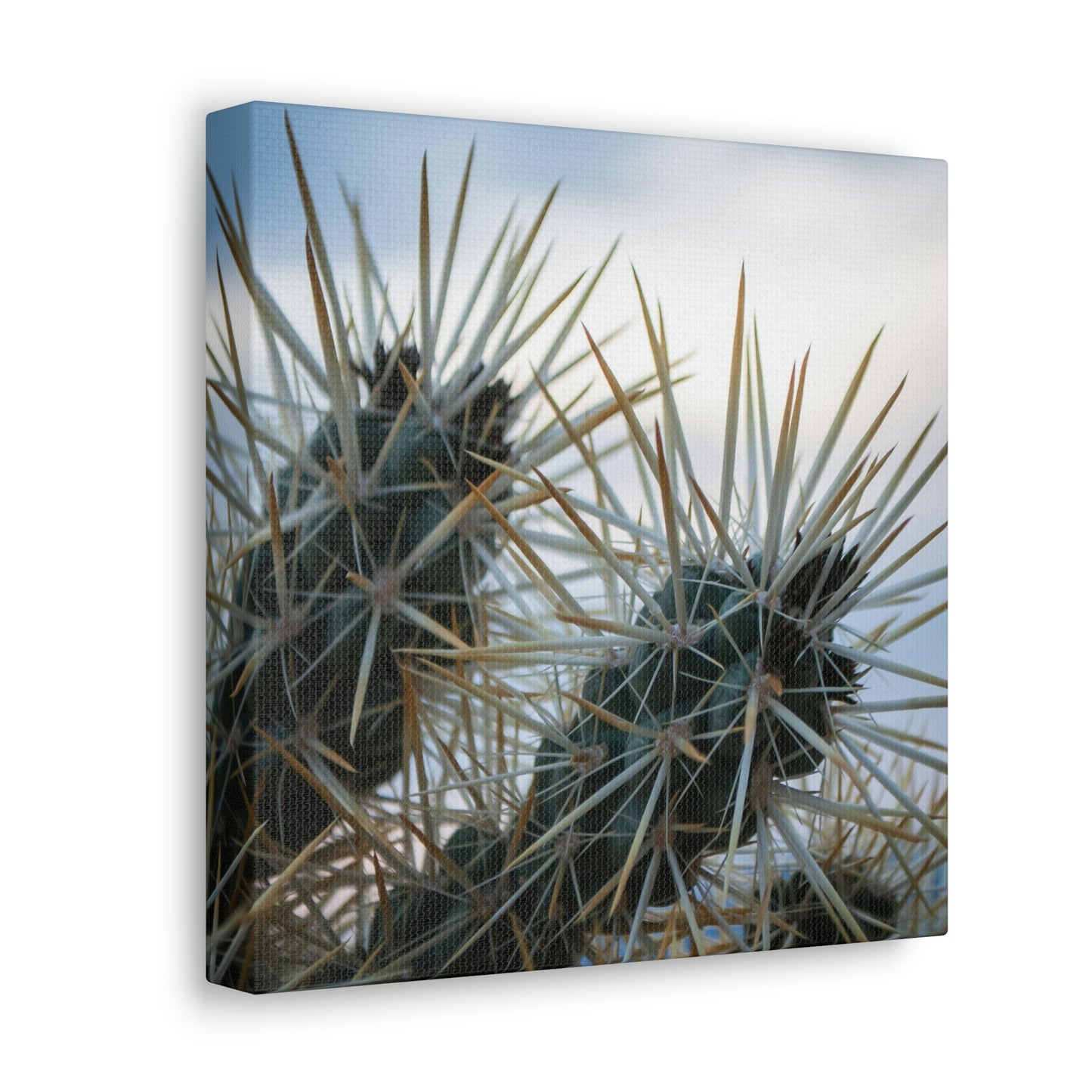 Teddybear Cactus Canvas Gallery Wrap