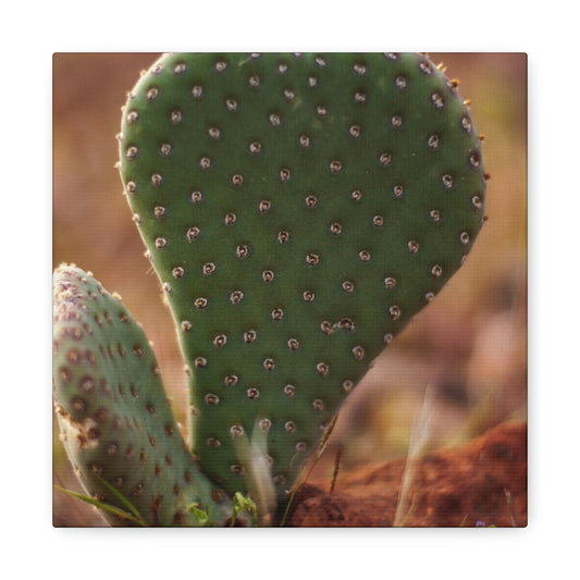 Prickly Pear Canvas