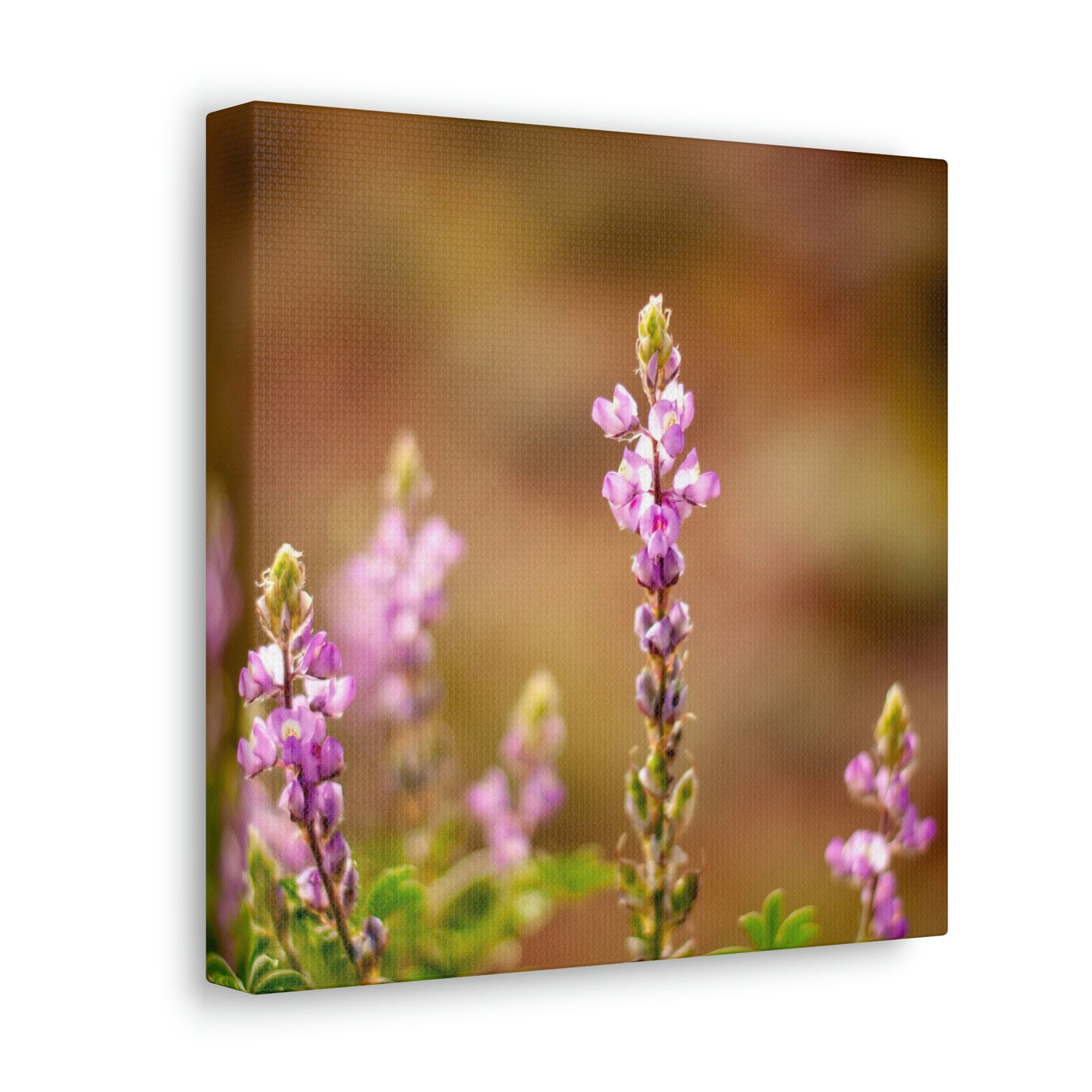 Purple Wildflower Canvas