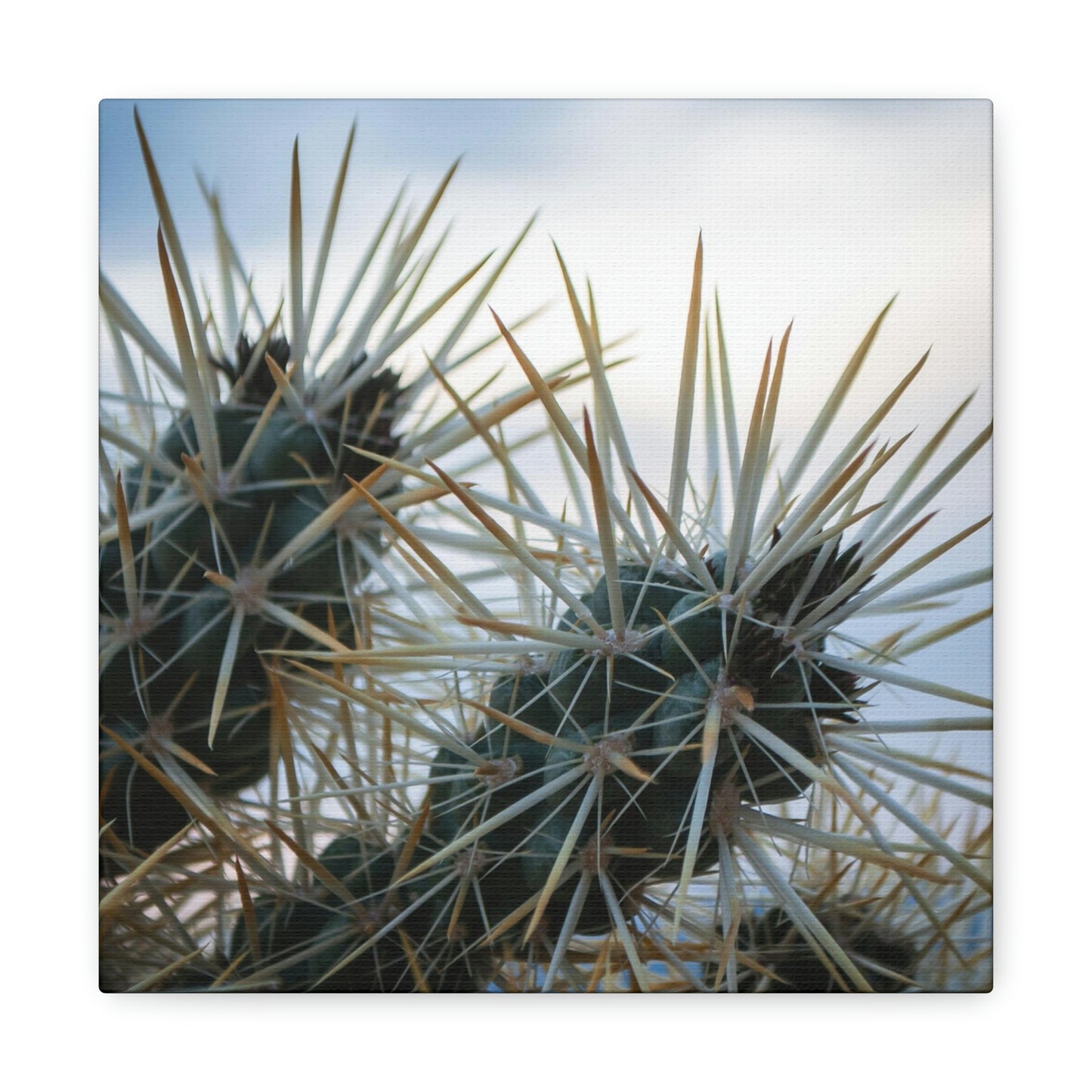 Teddybear Cactus Canvas Gallery Wrap