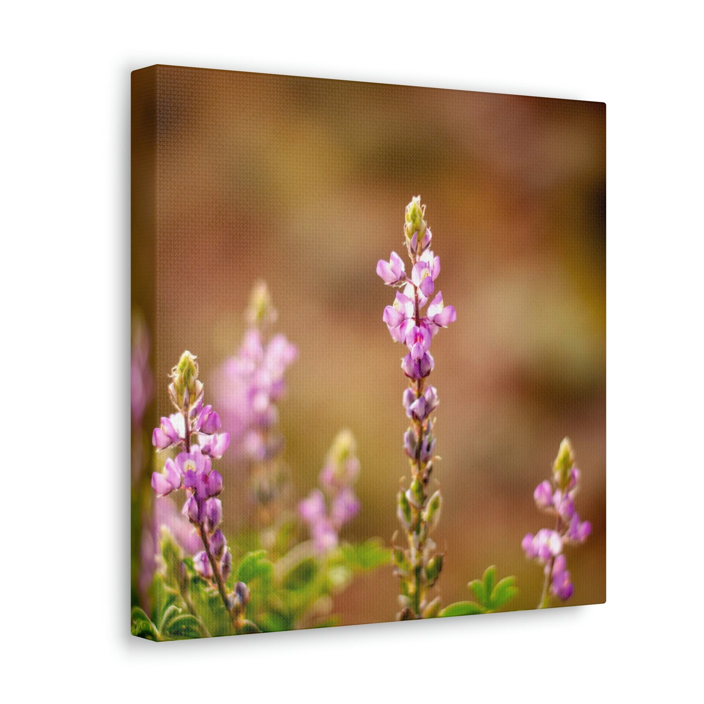 Purple Wildflower Canvas