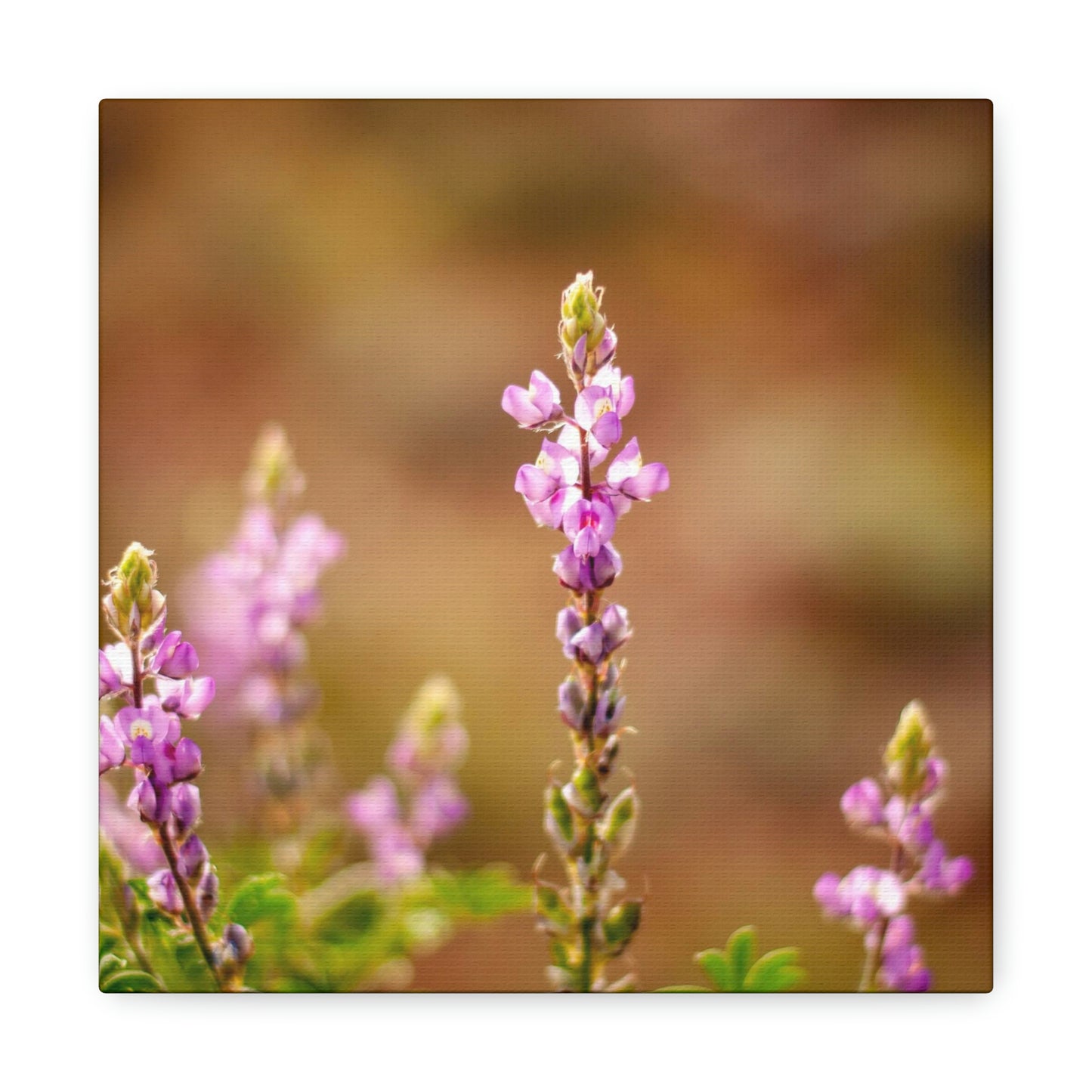 Purple Wildflower Canvas