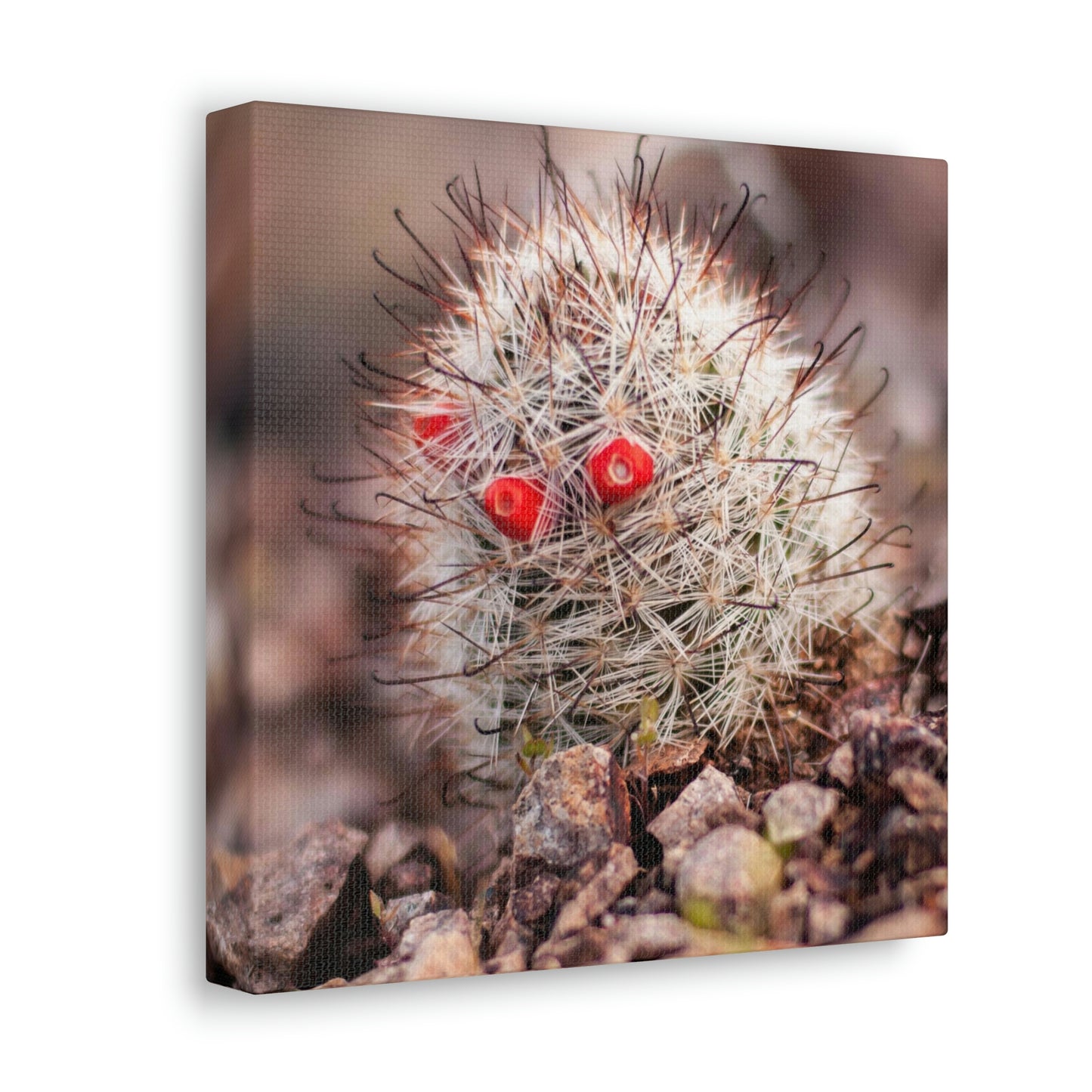 Barrel Cactus Canvas