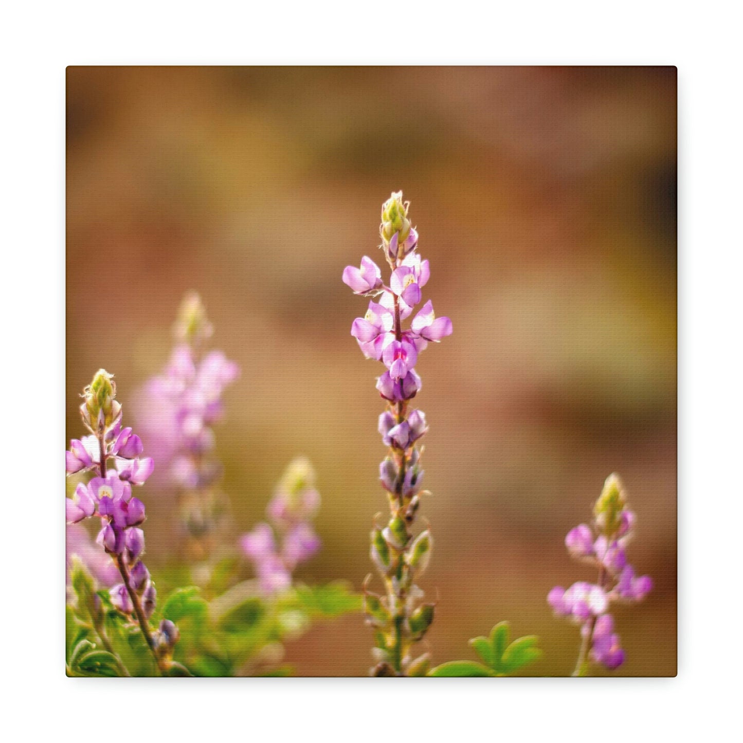 Purple Wildflower Canvas